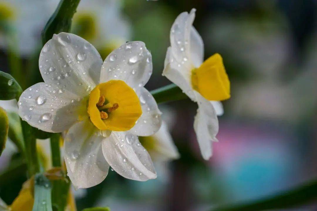 十二月·水仙花