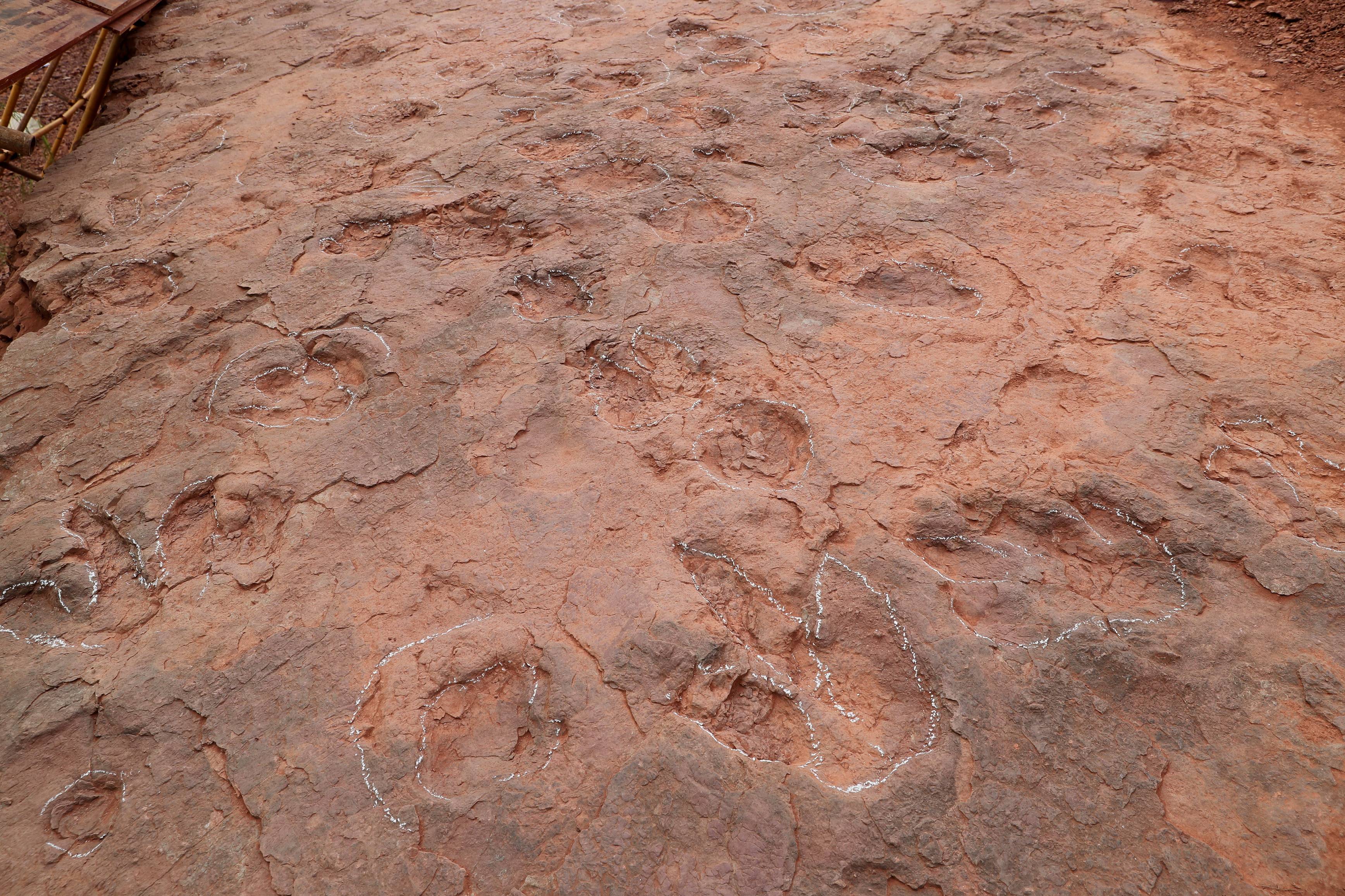 这是密集的恐龙足迹化石(4月6日摄).