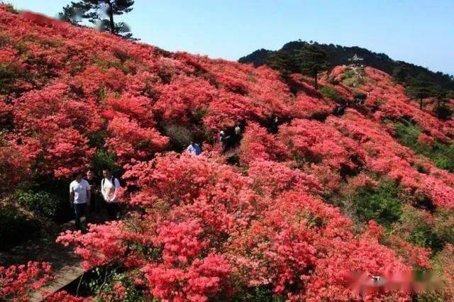 春暖花开,江西这些地方已经开满了杜鹃花海!一起来围观吧