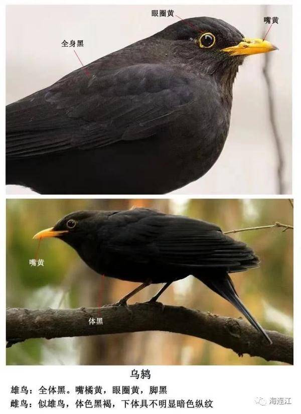 是一种名叫乌鸫(dōng)的鸟称"愤怒的小鸟"还专门从网上找到对比图片