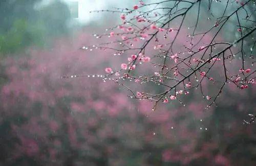 杏花烟雨醉江南