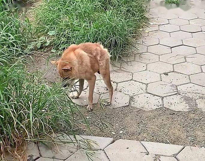 公园遇到一只奇怪猴子长了个狗头走近细看后让人心疼