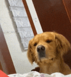 光看你都能产生幸福感,狗狗是有多爱你呀,以后狗狗偷看你的时候,也