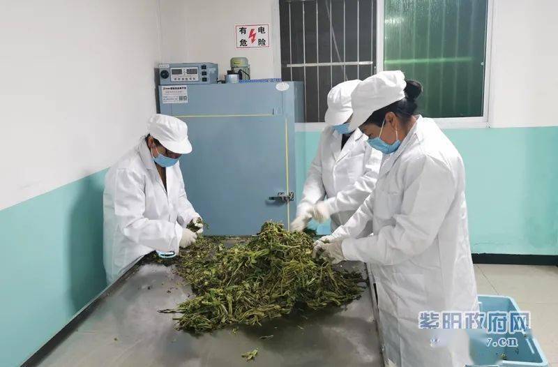 高桥镇香椿深加工生产线投产运营