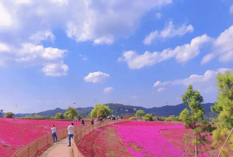 除了绝美的芝樱花海外,网红大草坪一定是春风十里的