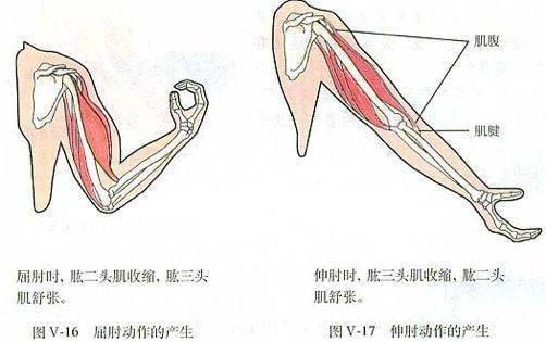 结构: 肌腱:骨骼肌两端较细呈乳白色的部分 (结缔组织) 肌腹:中间较粗