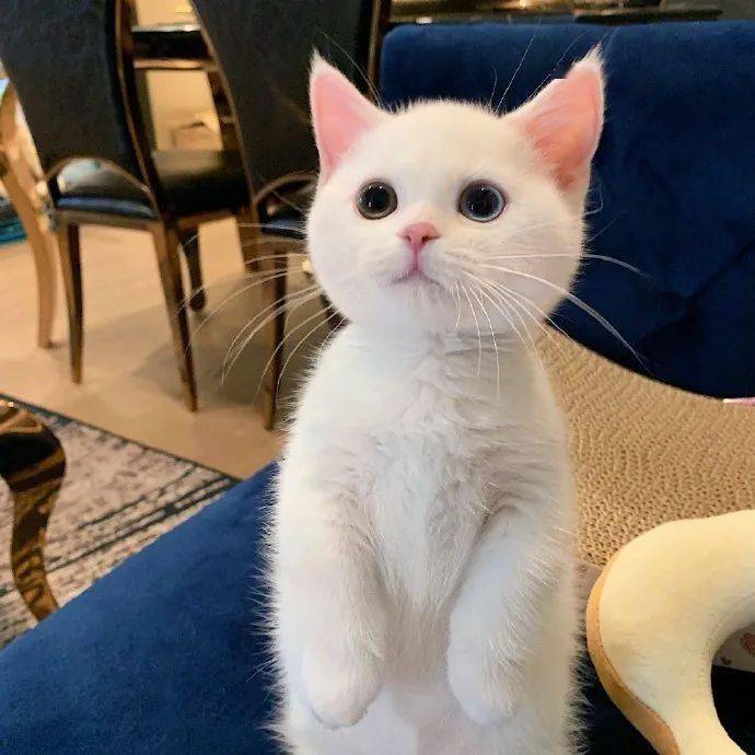 猫咪迷惑行为图鉴,哈哈哈哈哈哈绝了