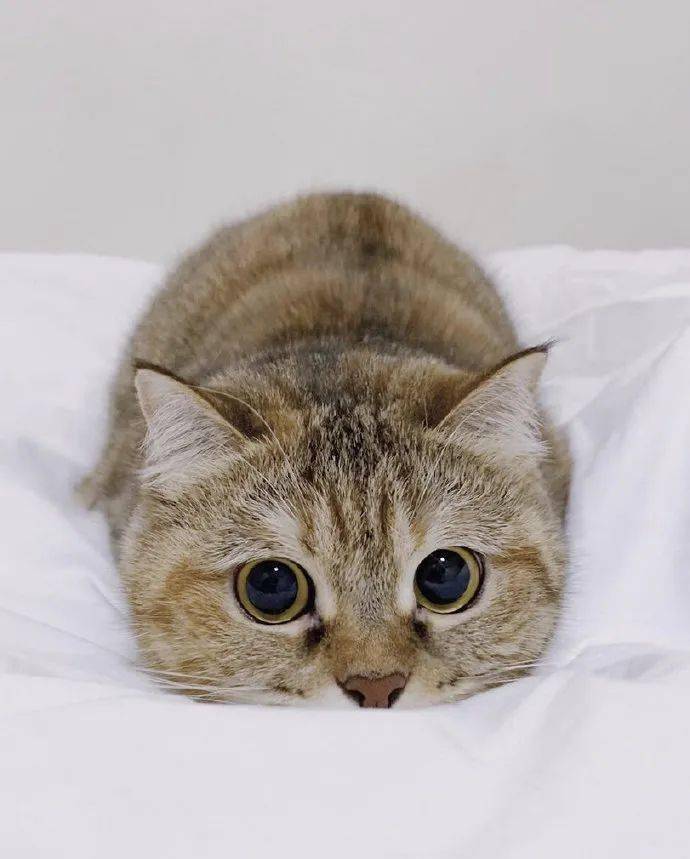 猫咪迷惑行为图鉴,哈哈哈哈哈哈绝了