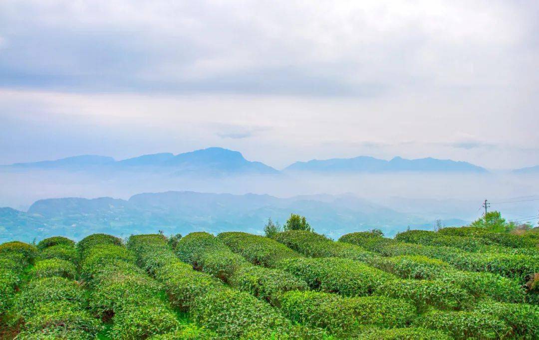 比较出名的:蒙顶山茶,峨眉山茶,宜宾早茶