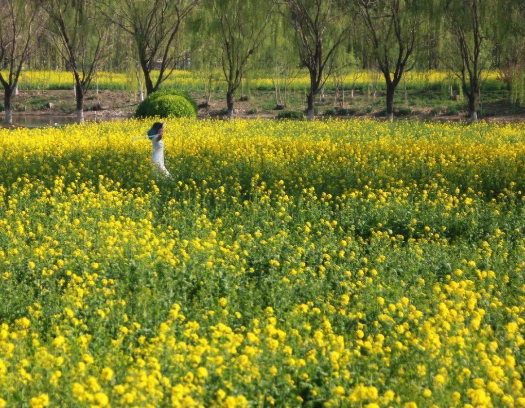 武清绝美花海!金灿灿霸屏～_油菜花