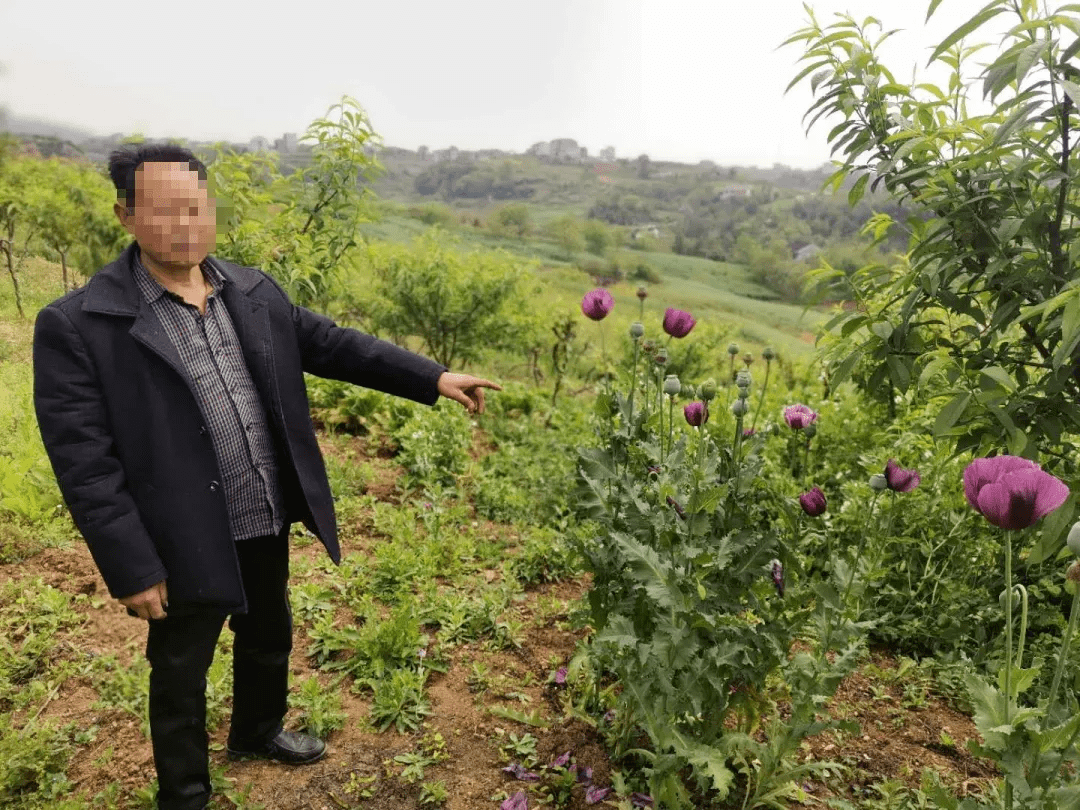 陕西一村民种植罂粟草被查