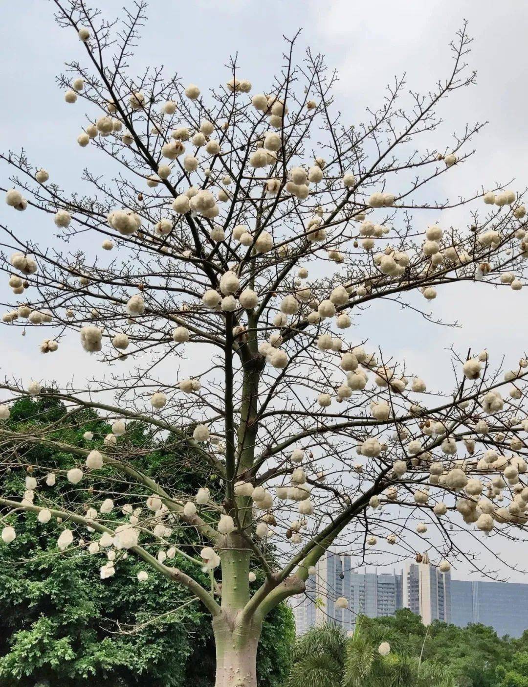 棉花长树上?这些"小可爱"来圈粉啦_木棉