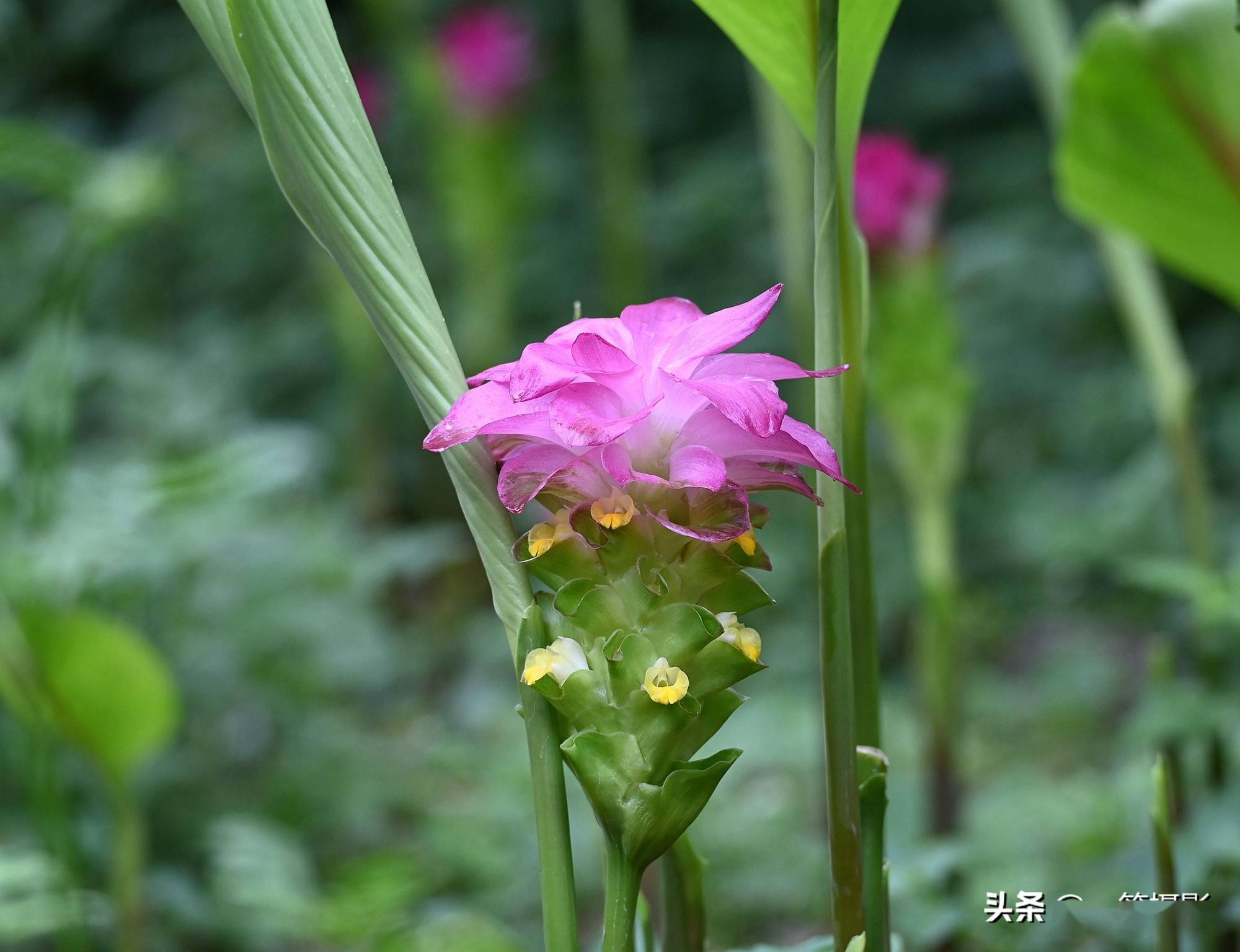 今年这莪术花开得特别清新秀丽