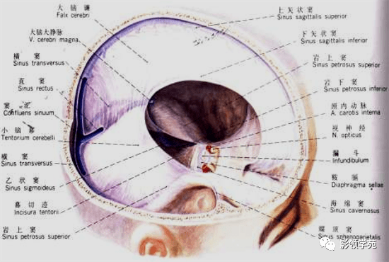 神经和血管孔道颅腔与躯干骨的联结颅底封闭的有限空间颅腔颅骨外骨膜