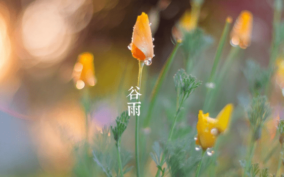 看到自己不认识的植物,千万不要随意采挖,要树立起保护生物多样性的