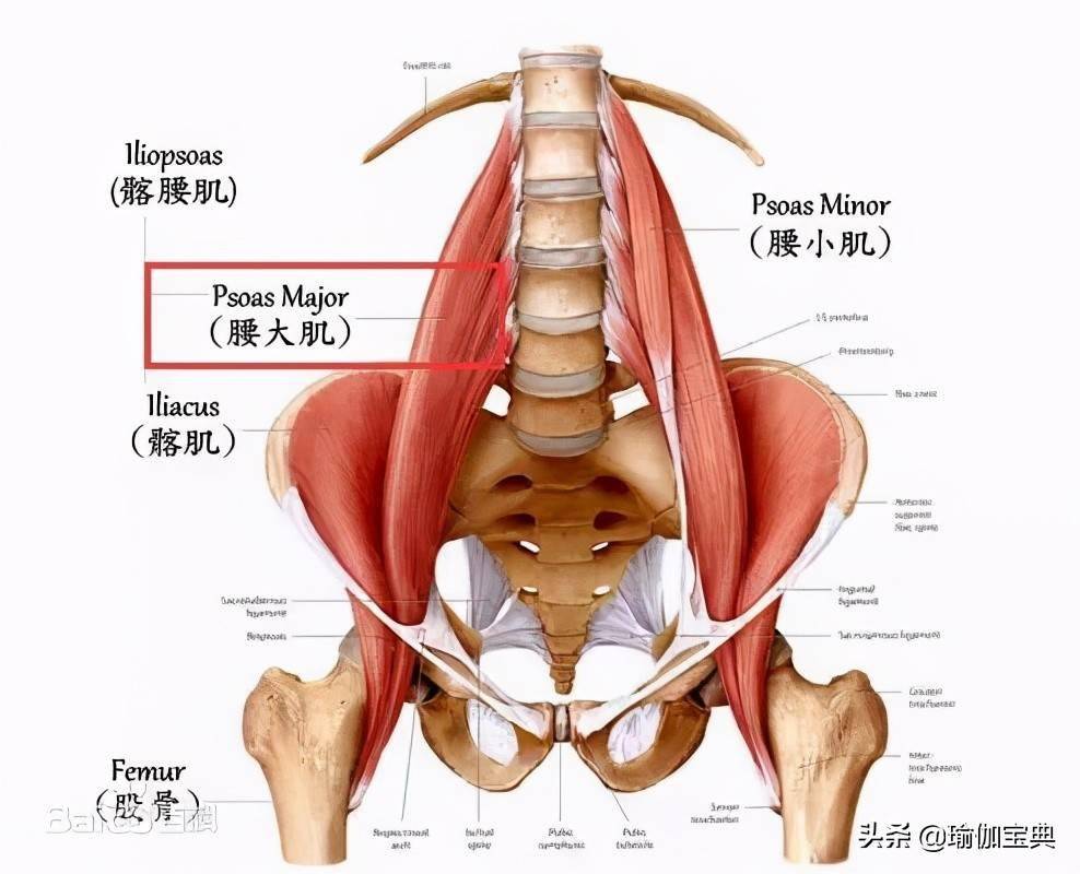 瑜伽解剖学如何伸展和加强腰大肌为脊柱骨盆和臀部提供肌肉稳定