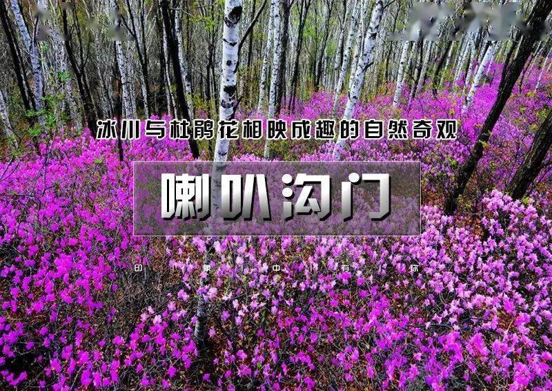 【徒步户外】1日|休闲喇叭沟门|高山杜鹃花海の穿越原始白桦林 休闲