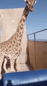 lbarnoti乘船时很淡定   kieran avery