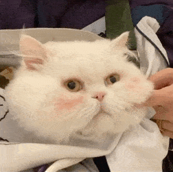 第79期喵表情丨面对猫的黑丝诱惑,我流口水了