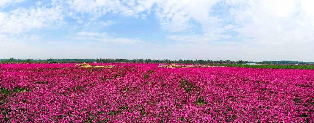 春游江淮请您来四五月里来亳州把酒吟诗看芍花