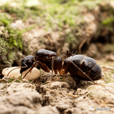 4月18日两种毒性最强的巨型蚂蚁被走私入境