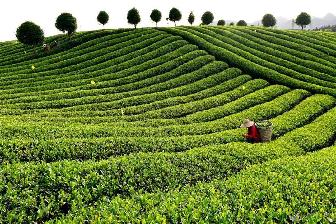 【凤冈锌硒茶】把一片茶叶卖给世界的"凤冈实践"