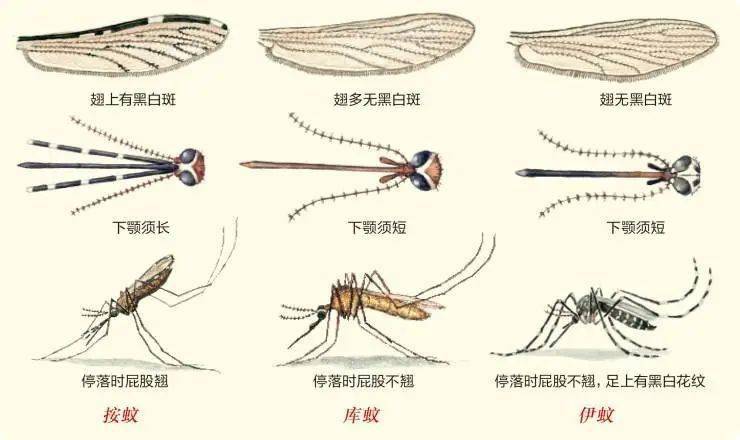 蚊(mosquito)属于双翅目(diptera),蚊科(culicidae),又称"蚊子",是最