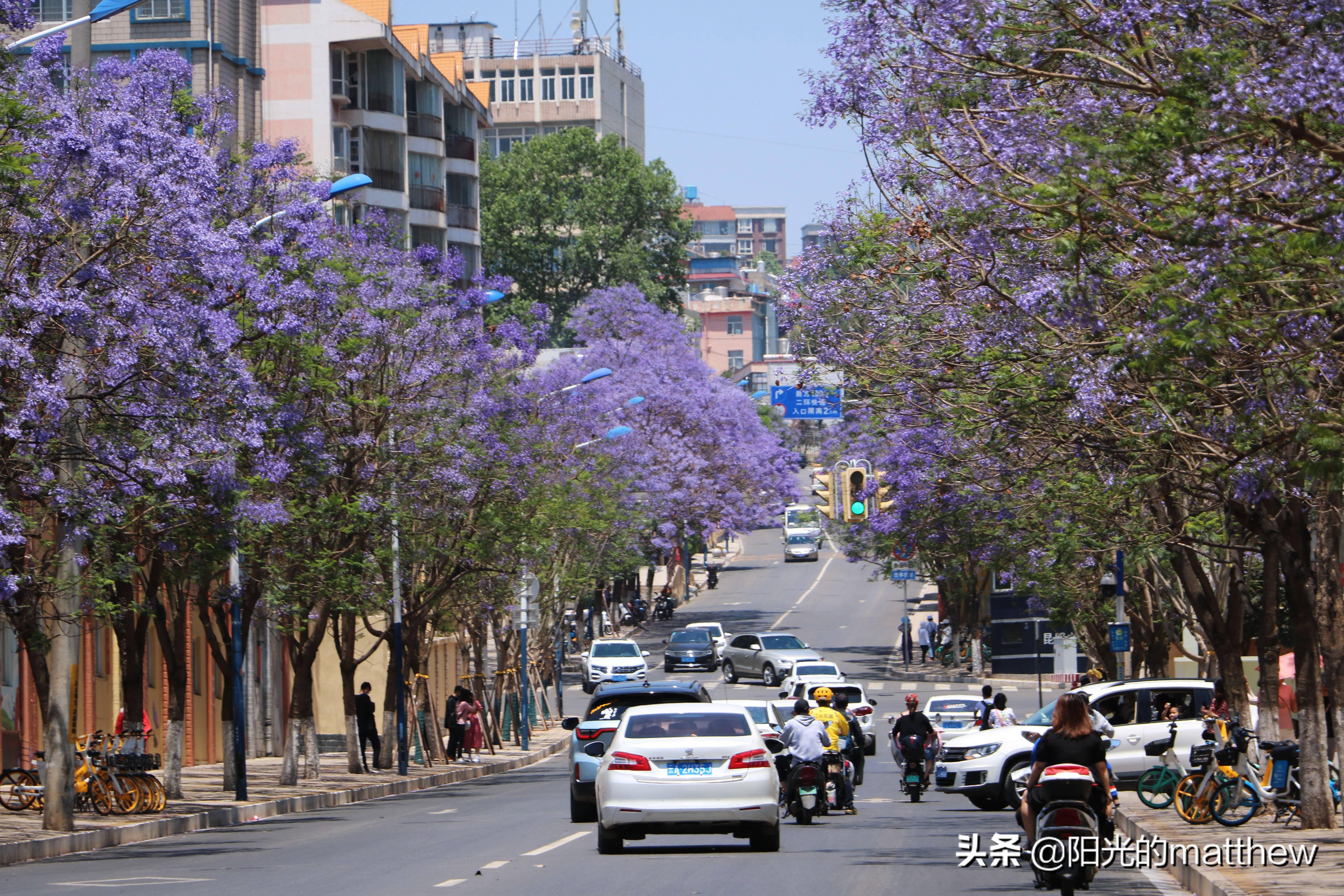 带你一睹昆明蓝花楹美景,下周花开更盛_街道