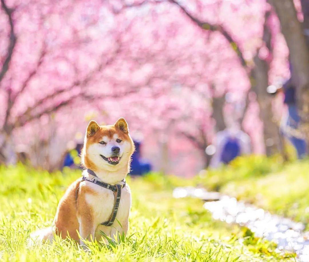 柴犬与花的合照太治愈了