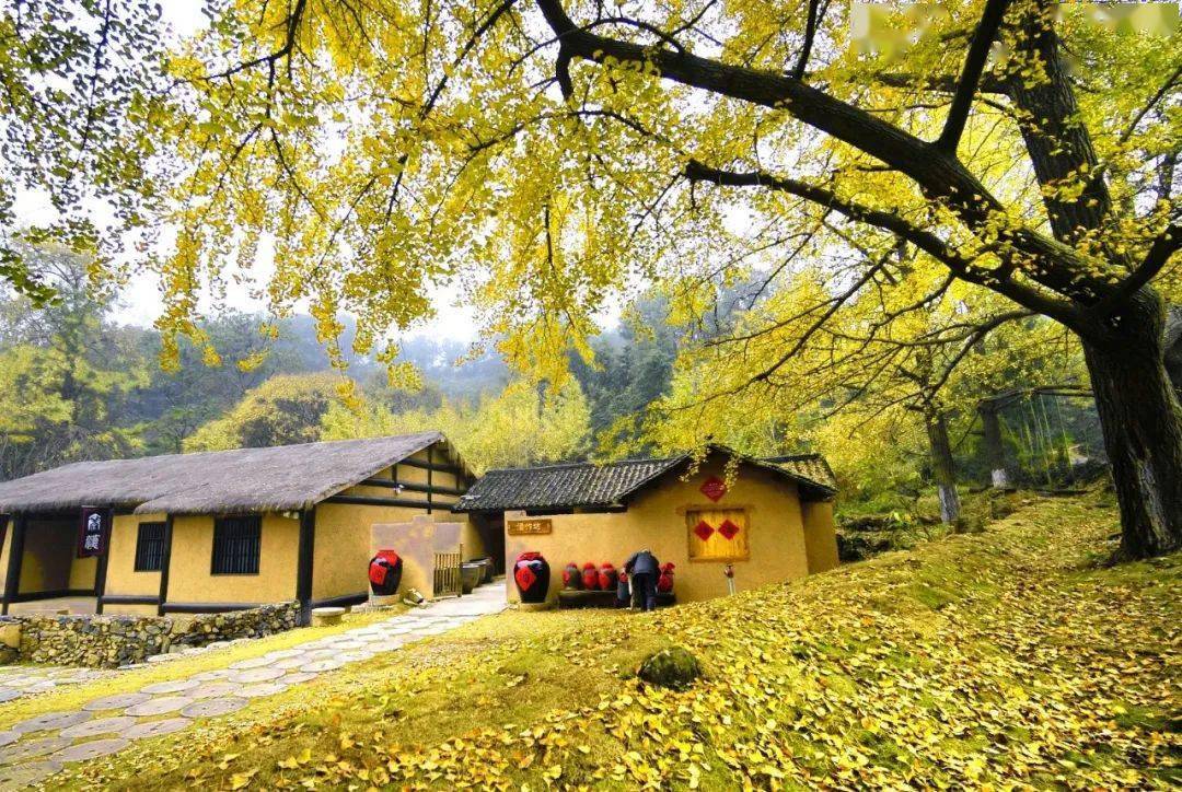 中国千年银杏谷位于湖北随州市曾都区洛阳镇,景区范围120平方公里.