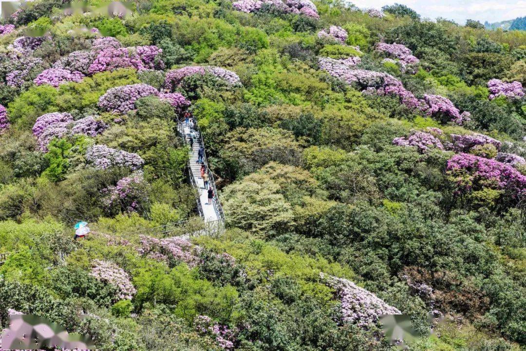 走,到金佛山赏花去!_杜鹃