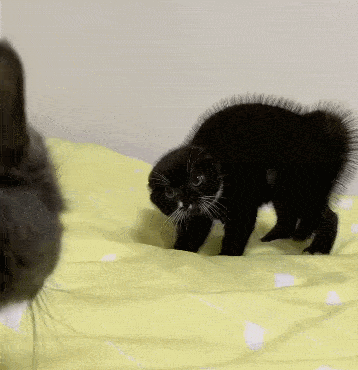 橘猫越狱去偷情,现场被主人逮个正着,尴尬!