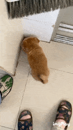这猫星星认识
