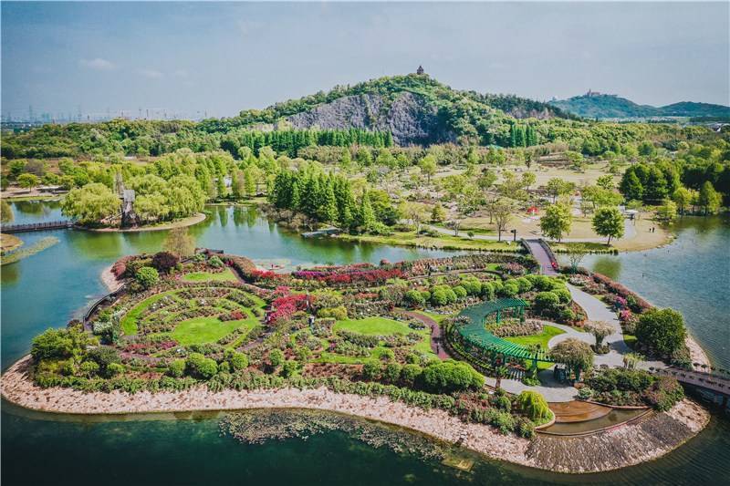 上海月季展即将开幕 五一小长假辰山植物园走起