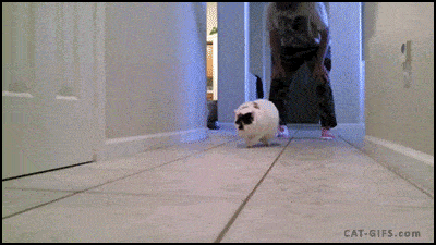 图自:cat-gifs