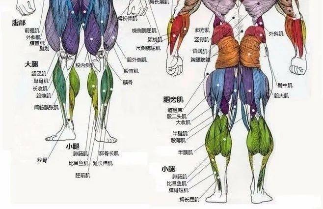 下面就是腿部的肌肉分布图.