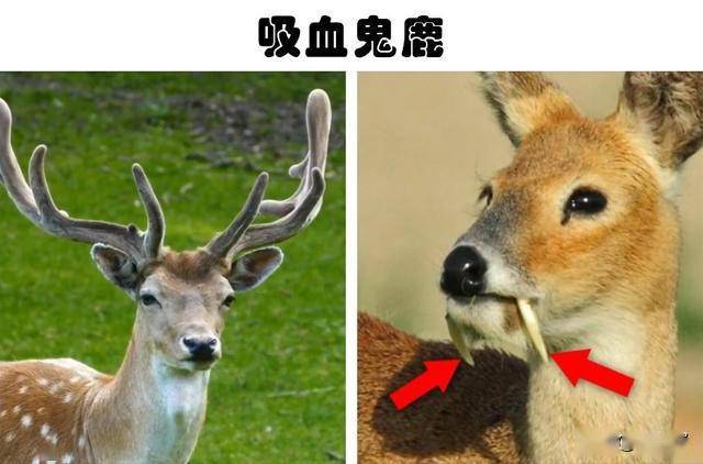 比起拥有鹿角的其它物种,吸血鬼鹿的特征在于其看起来和传说中吸血鬼