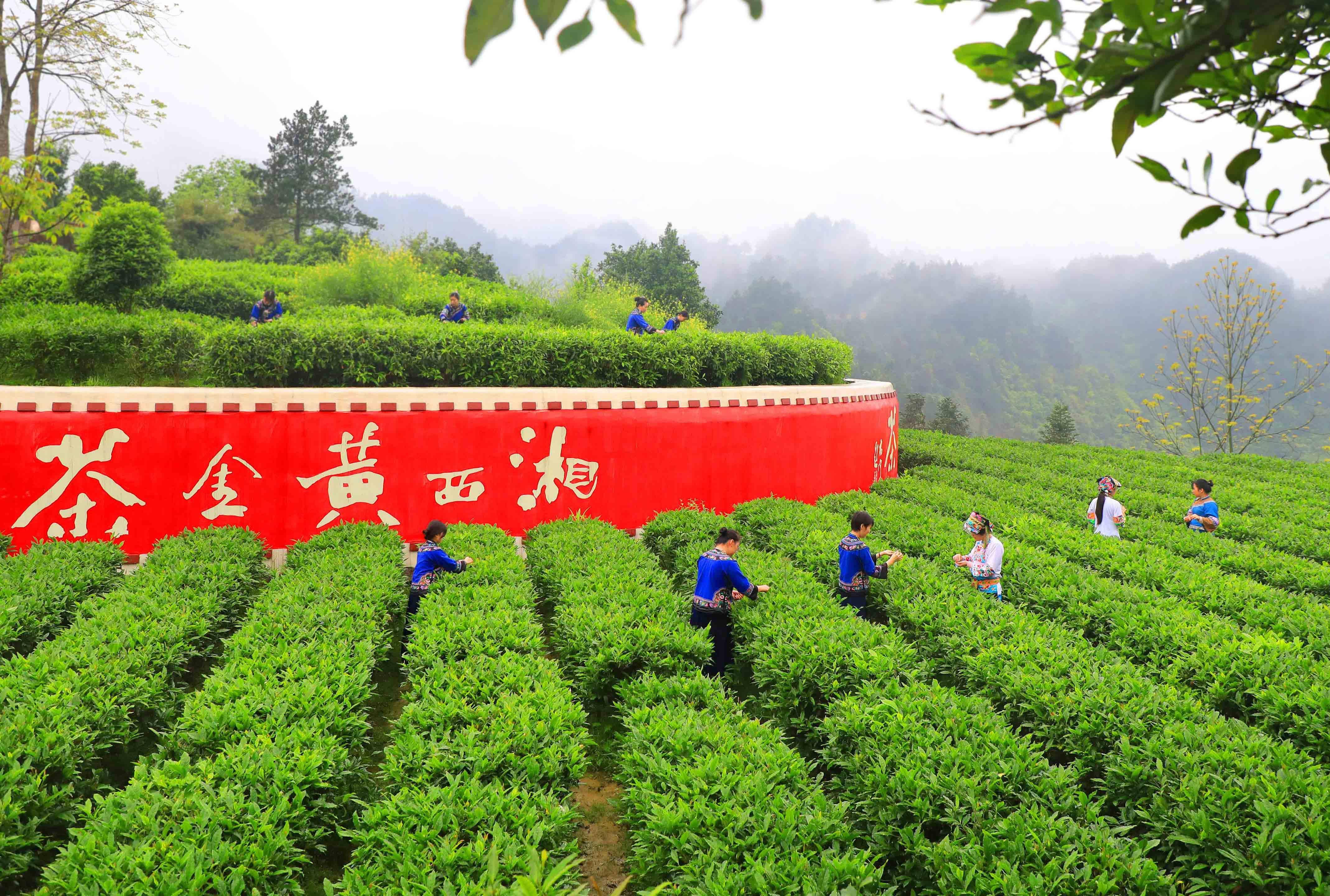 【组图】湖南吉首:茶旅融合美了乡村富了民_黄金茶