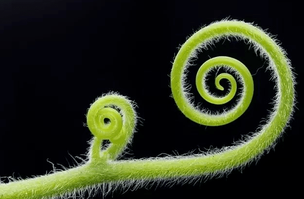 简直成精了!植物界中的"天气预报员"