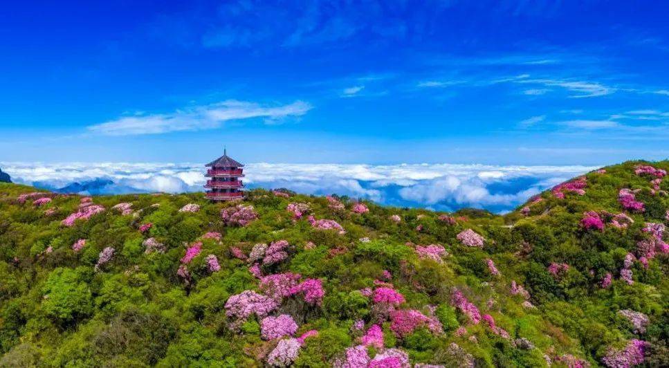 五一迎来金佛山杜鹃花最佳观赏期!最佳赏花点:世界野生古杜鹃公园