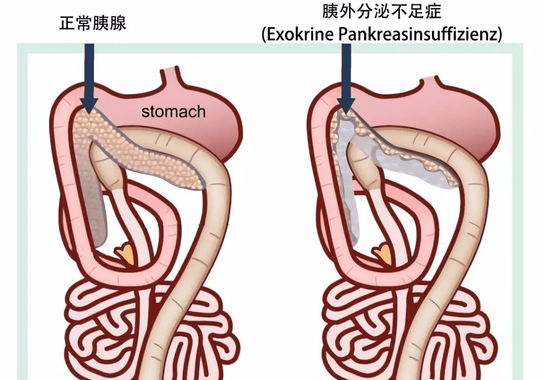 这么吃有助于对抗狗狗的不治之症胰腺炎