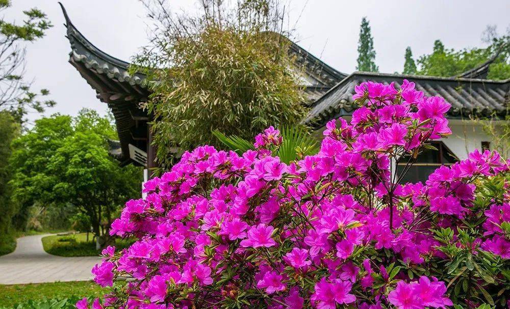 摄影:镇江论坛网友 鹤影若初 近年来,南山风景区深入挖掘杜鹃文化,以