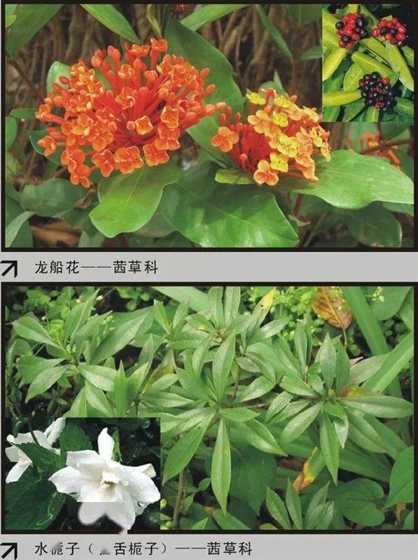 『收藏』百余种常见花卉植物品种识别