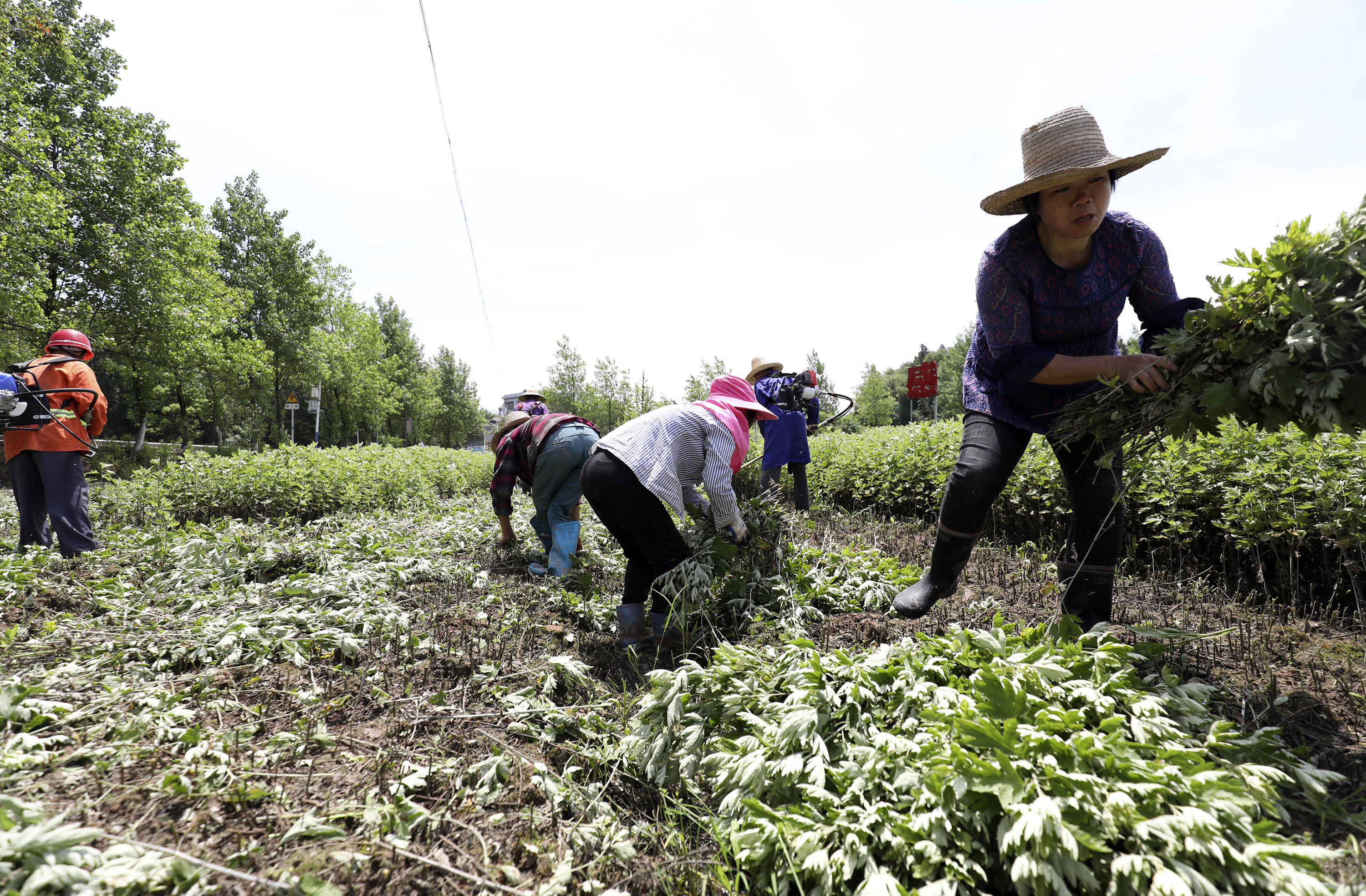 湖南资兴:艾草种植助农增收