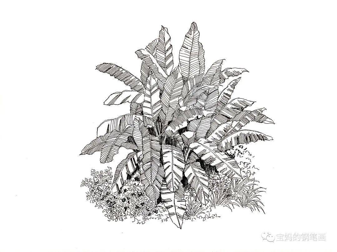 芭蕉树