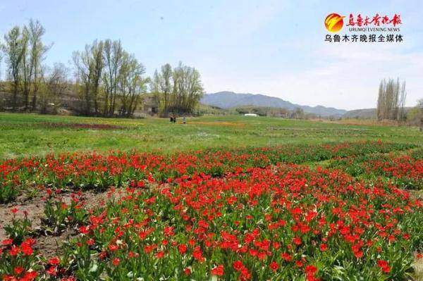 乌鲁木齐市水磨沟区石人子沟红湾花海景区开园