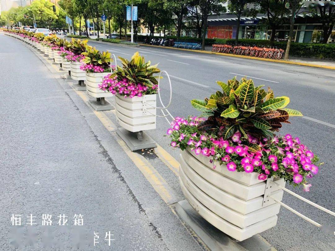 62万盆花花迎"五一!静安街头,真的太美啦!