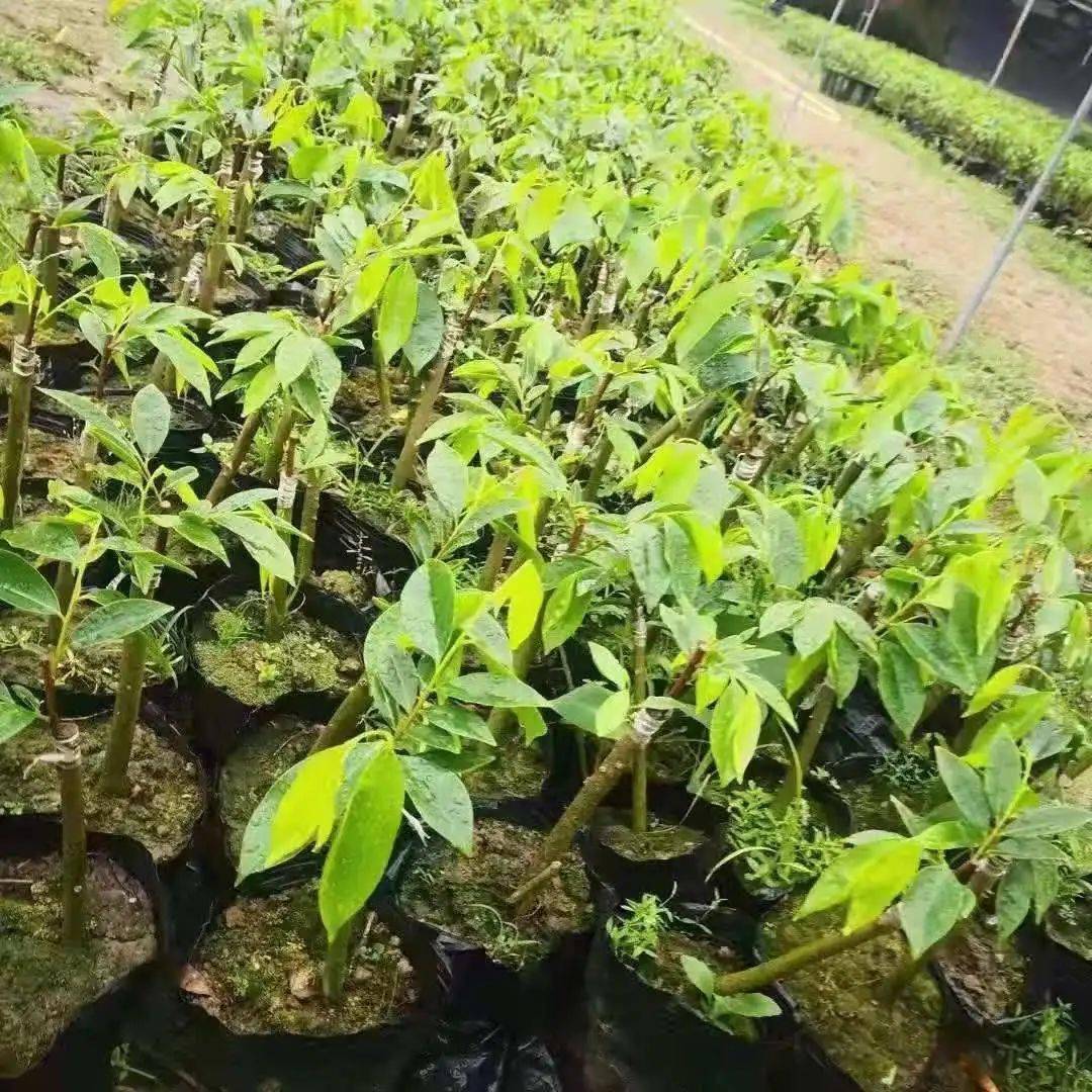 天然野生沉香被人工种植沉香按在地上摩擦