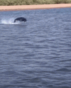 搞笑gif:难道这就是失传已久的江南水上漂?