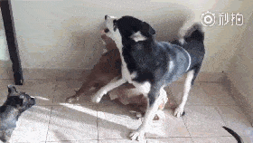 哈士奇vs比特犬,眼看大战就要爆发时,二哈伸了下舌头.